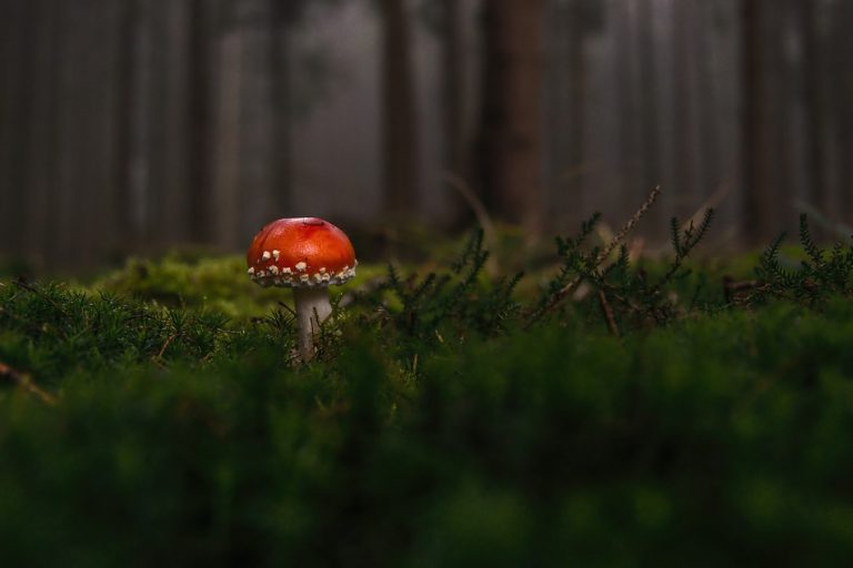 mushroom-1097403_960_720