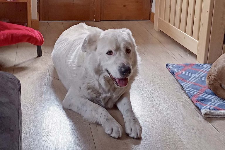 blanco