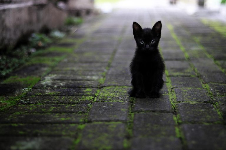 gatto