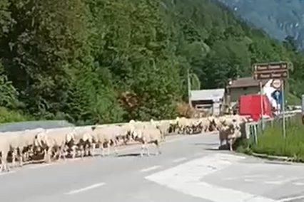 AAAA