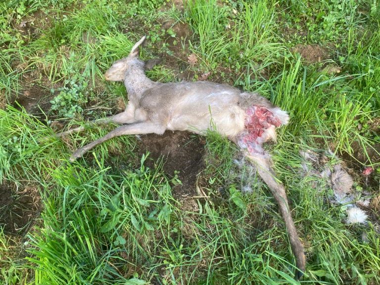 cf69e58c-ba56-4cfd-9298-262a675842de