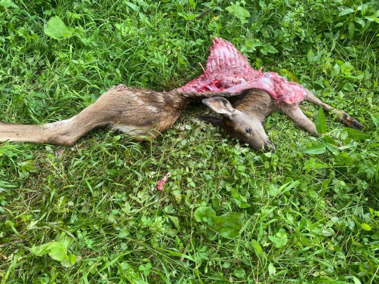 00e280f6-da9b-4855-9904-77e06fee8ebc