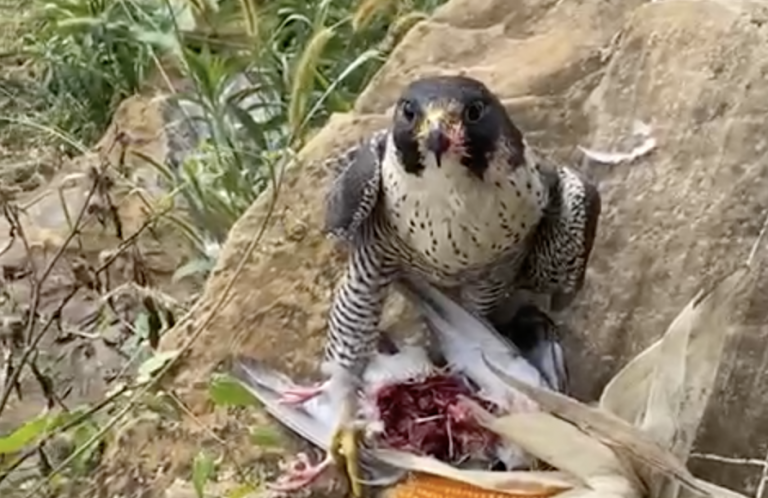 Schermata 2022-09-17 alle 17.47.36