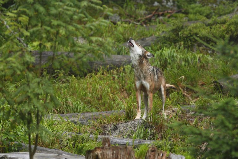 beautiful-and-elusive-eurasian-wolf-in-the-colorful-summer