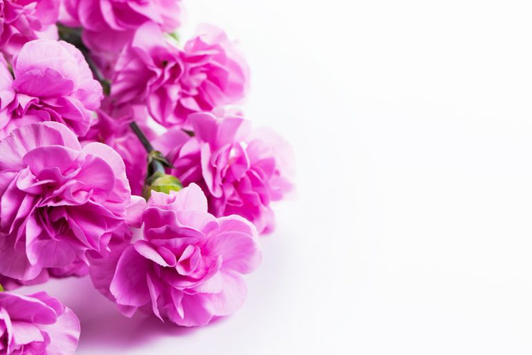 pink-flowers-with-white-background