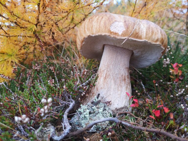 15059058-98d8-4cf8-a972-5391370536a1