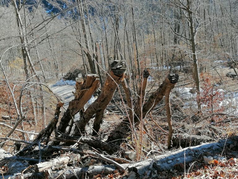 8c426417-ef59-42bb-927d-20005d84ae8f