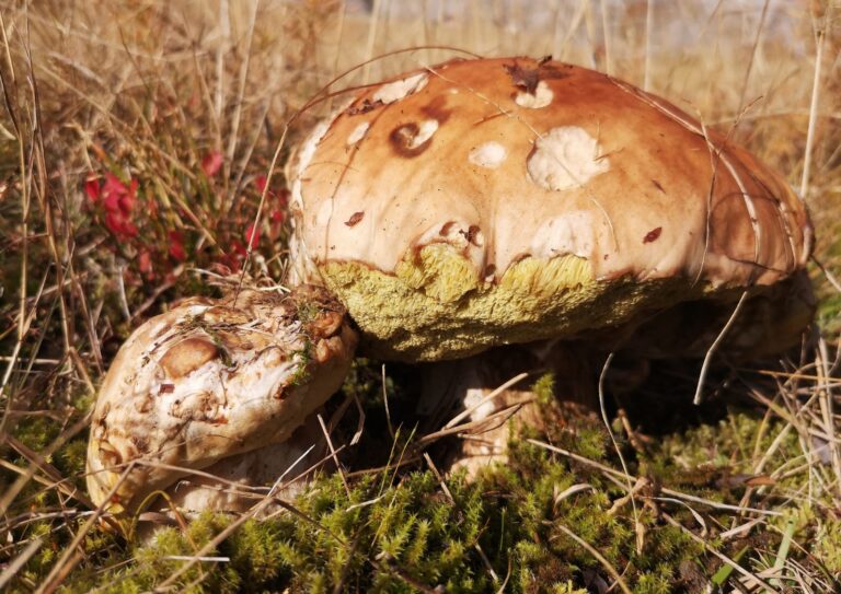 b1d061d0-eb43-424c-92c0-72e6a9a7e863