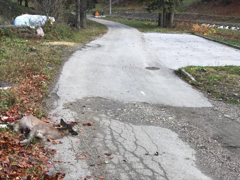 1ed299e7-2671-4208-a0b7-34e05fd70b7a