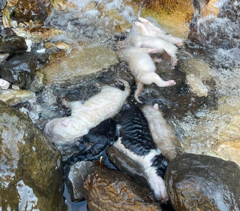 6d35bf5f-c0c1-404c-b841-a276e57f2ff7