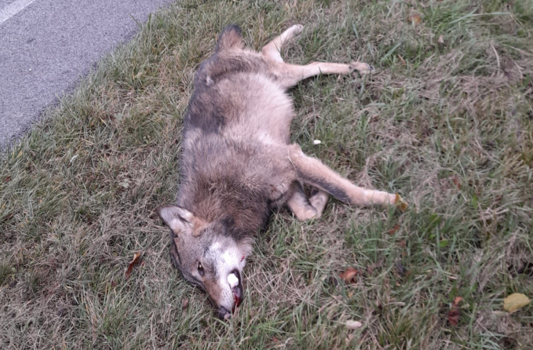 Schermata 2022-11-18 alle 21.37.02