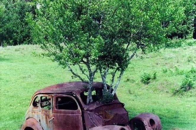 alb e auto