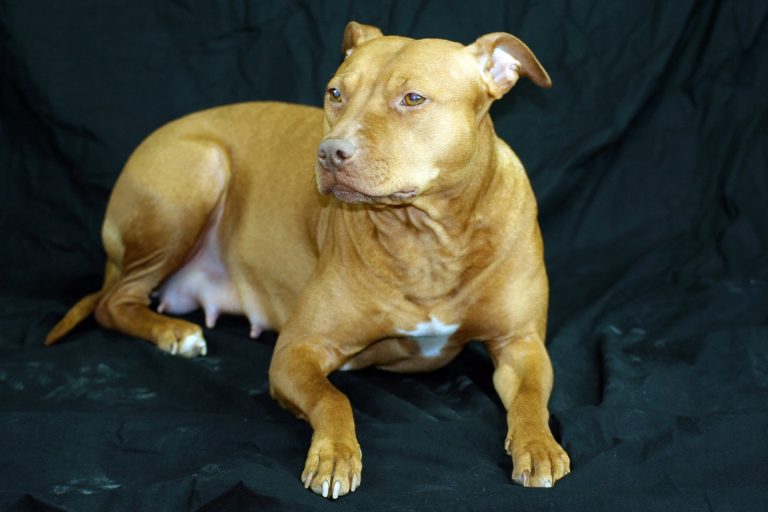 PITBULL