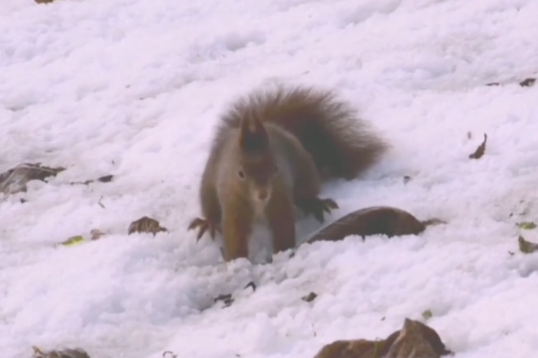 Schermata 2022-12-22 alle 13.38.34