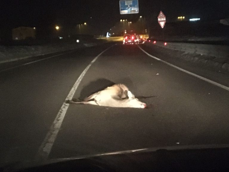 d3a7dc86-5a8a-491f-8015-b13ab6c81826