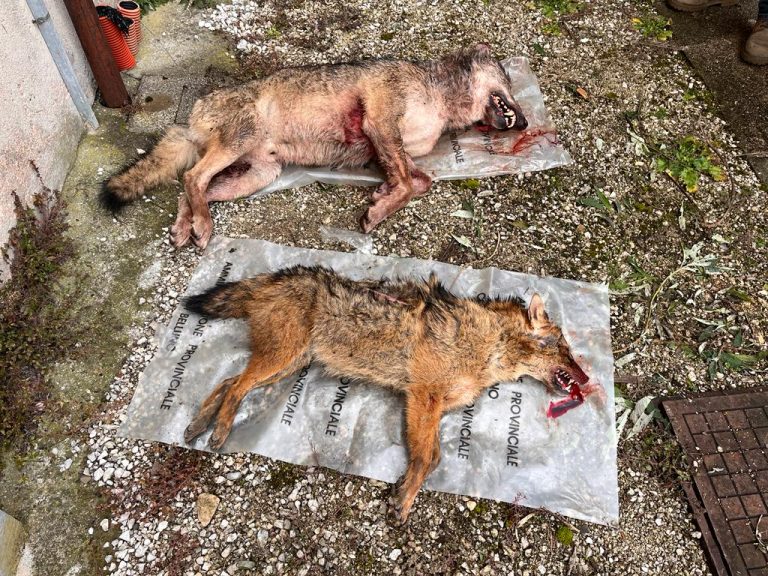 3e5cdb18-22ec-4c31-bbd6-3768f31a3fb3