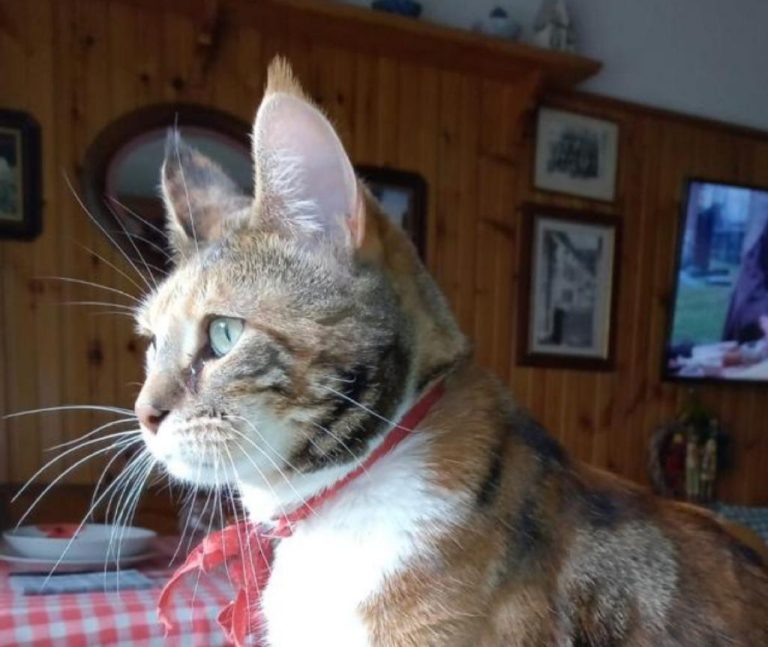 2f55e814-443a-40fd-b08f-384b6f9a93fb