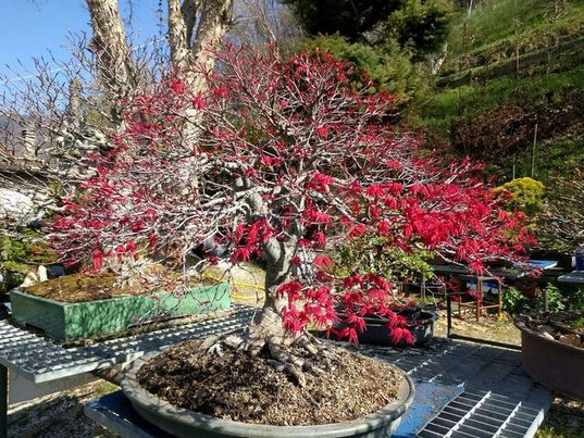 Tecnica di avvolgimento del filo - Bonsai Suiseki Market