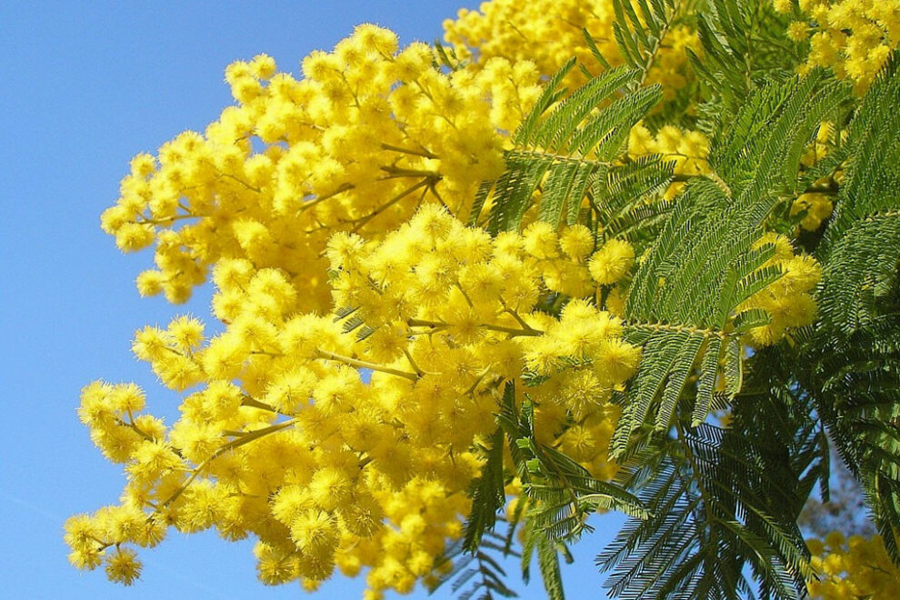 festa-della-donna-mimosa-8-marzo-1024×768