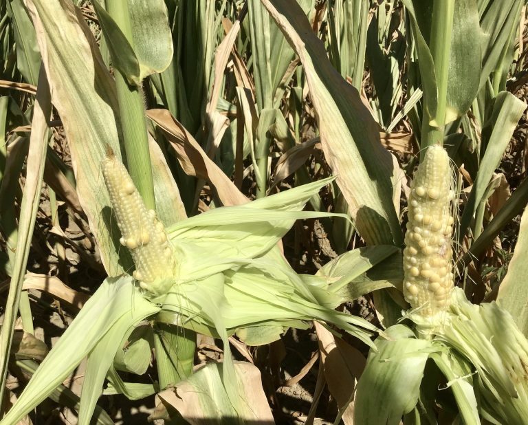 granoturco non cresciuto causa siccità