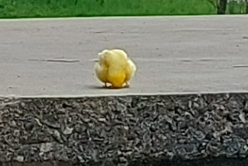 uccello