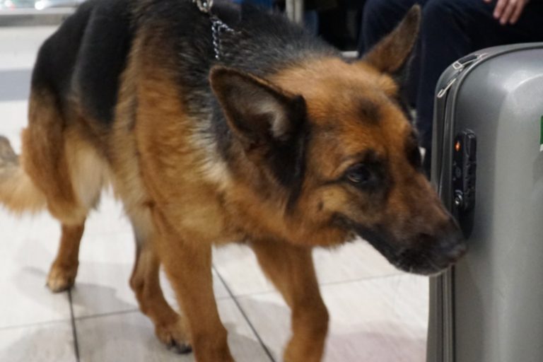 CANE FIUTA OK