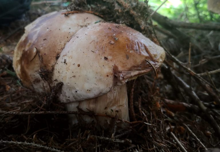 0f254a4b-9ee6-4451-aa23-089c412c72fd