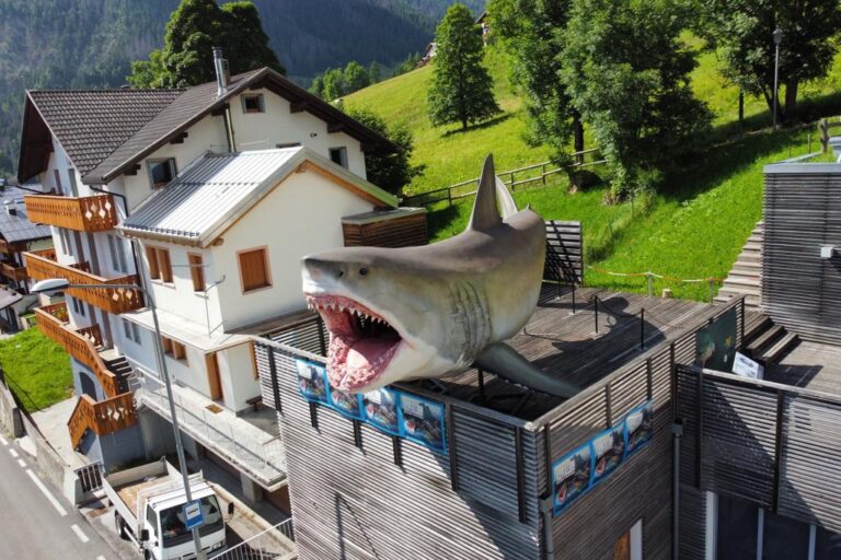 Museo Vittorino Cazzetta_megalodonte