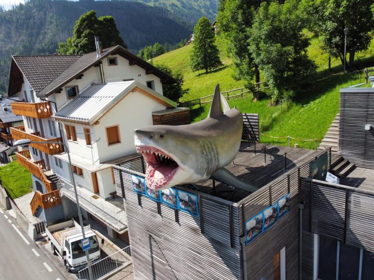 Museo Vittorino Cazzetta_megalodonte