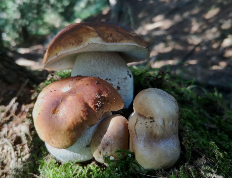 c1b0a1e2-7bee-4b05-96b5-19eff5c8c345