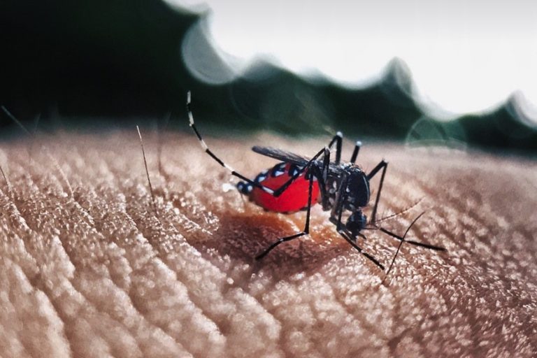 febbre Dengue
