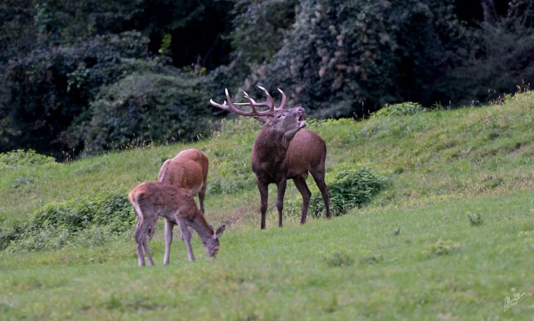 29082a6a-1ad9-4d24-9830-e97dcd60b0d0