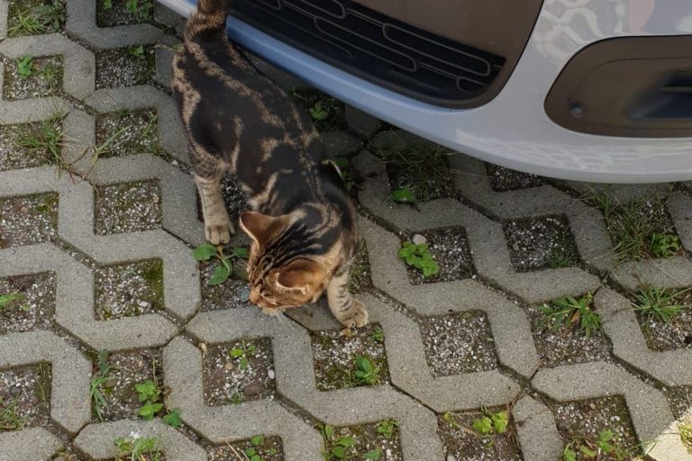 6cc6f390-769f-46f0-b443-8776a4d4616f