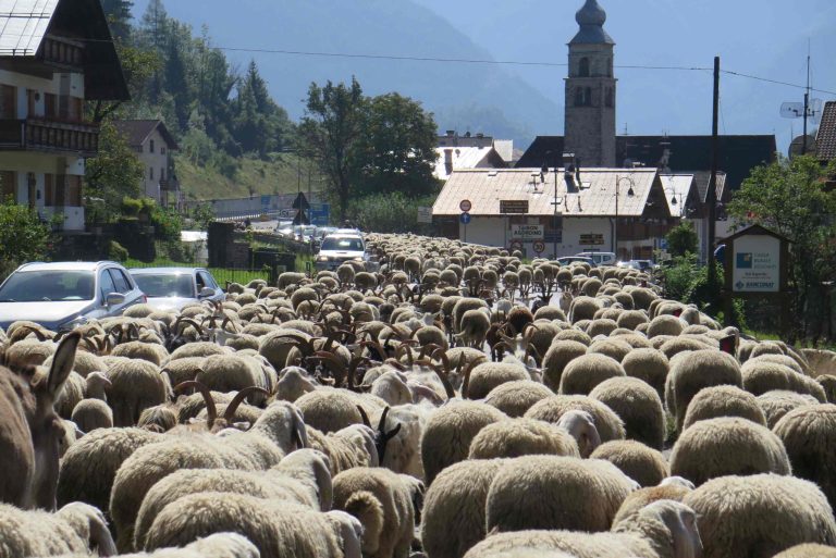 TRANSUMANZA 11 SETTEMBRE (1)