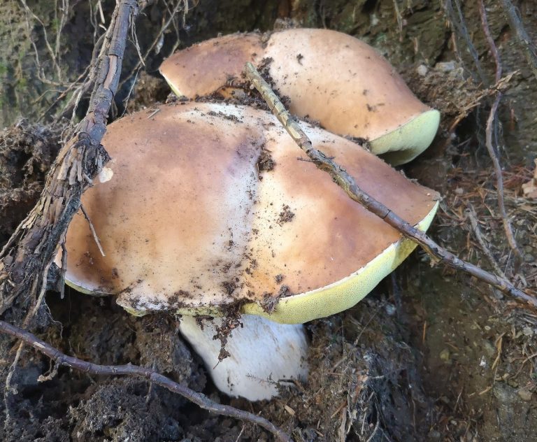 423946f1-12de-4355-8f71-453c01dc692b