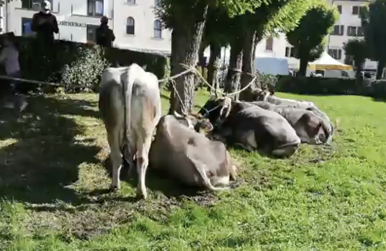 Schermata-2020-10-10-alle-13.43.14