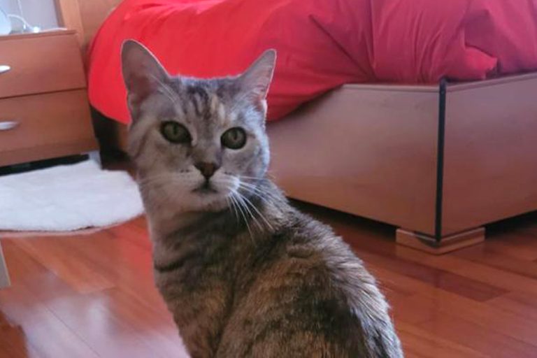 micia