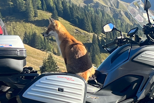 moto volpe