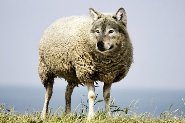 wolf-in-sheeps-clothing-2577813_640