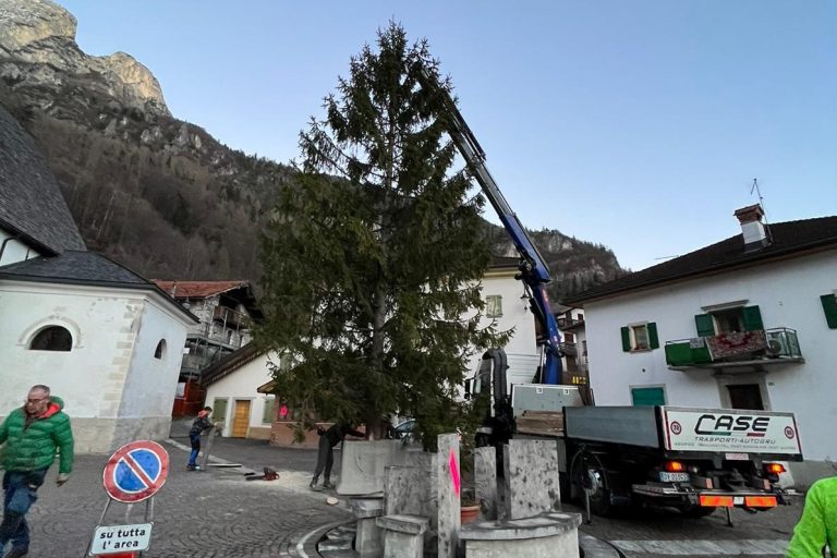 ALBERO