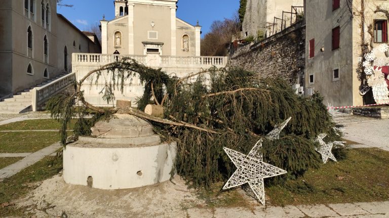 Albero abbattuto Piazza Maggiore 2
