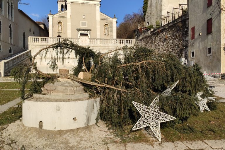 Albero abbattuto Piazza Maggiore 2