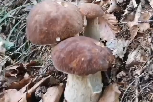 porcini