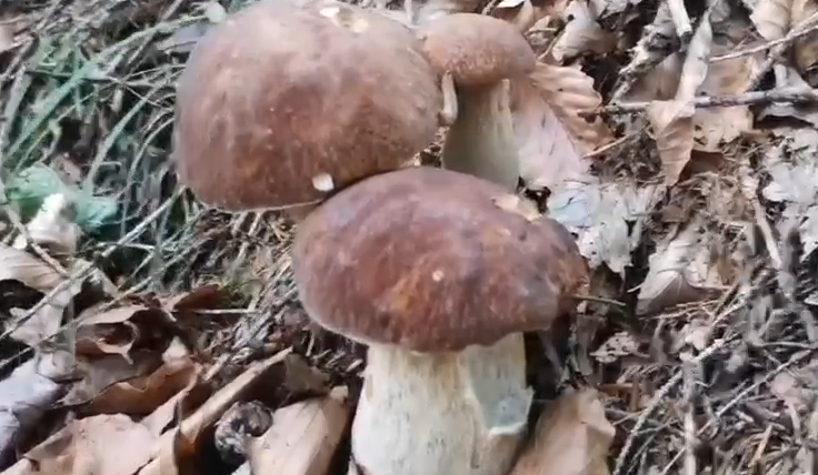 porcini