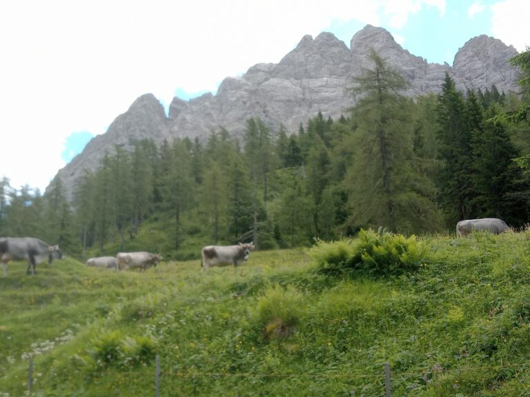 817f00d0-eed6-459a-907a-102963ea505d