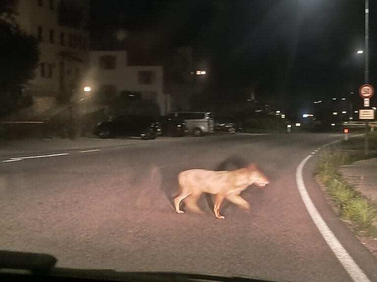 a928289b-887d-459d-b4fc-f5f2b86bc80c