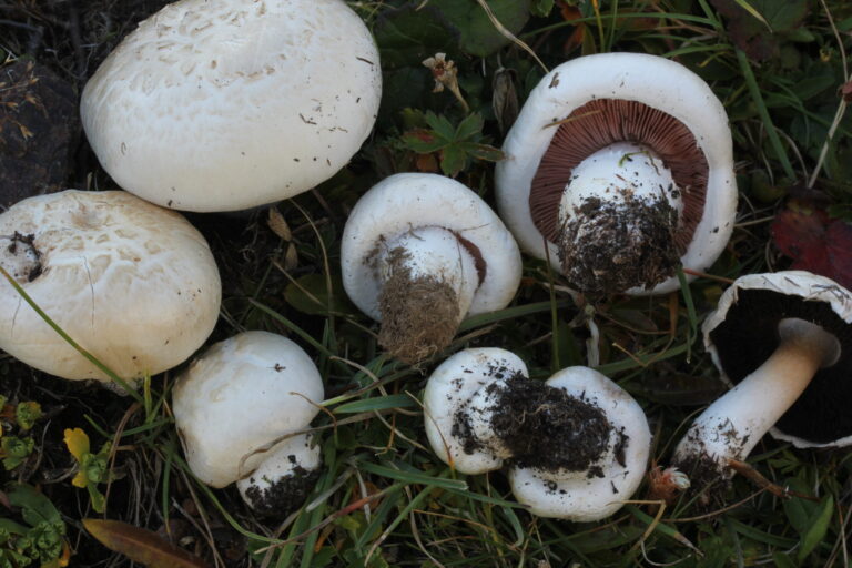 6. Agaricus porphyrocephalus subsp. alpinus