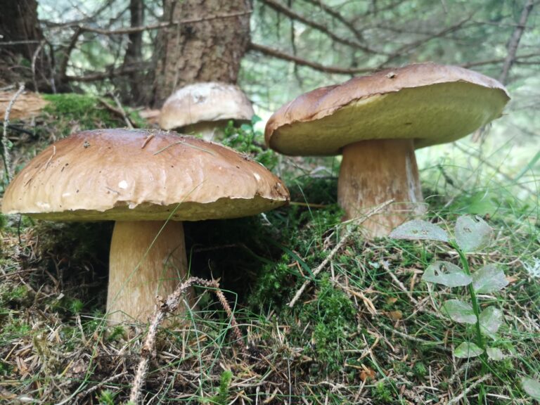 9a7c30d4-c495-4baa-ac0a-06d7c11b83ba