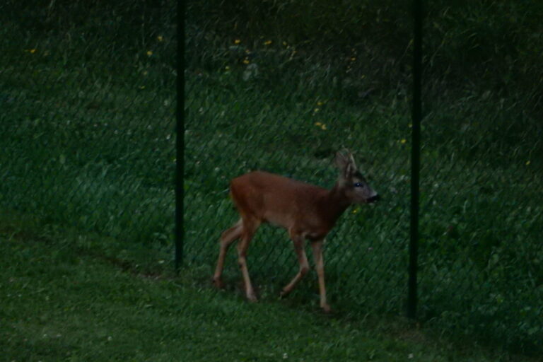 CAPRIOLO PALALUX