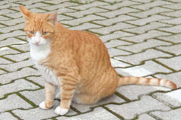 gatto